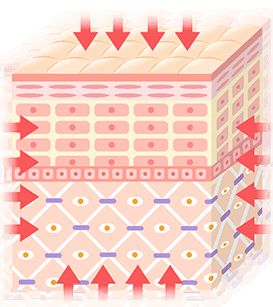 コラーゲン&エラスチンを生成