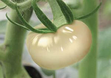 医師推奨のサプリ クリスタルトマト | 内側から健康な白肌をつくる