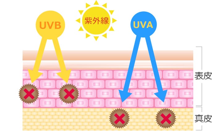 紫外線/UVB/UVA　表皮/真皮【画像】